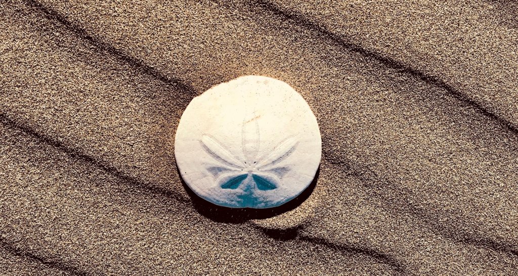 sand-dollar