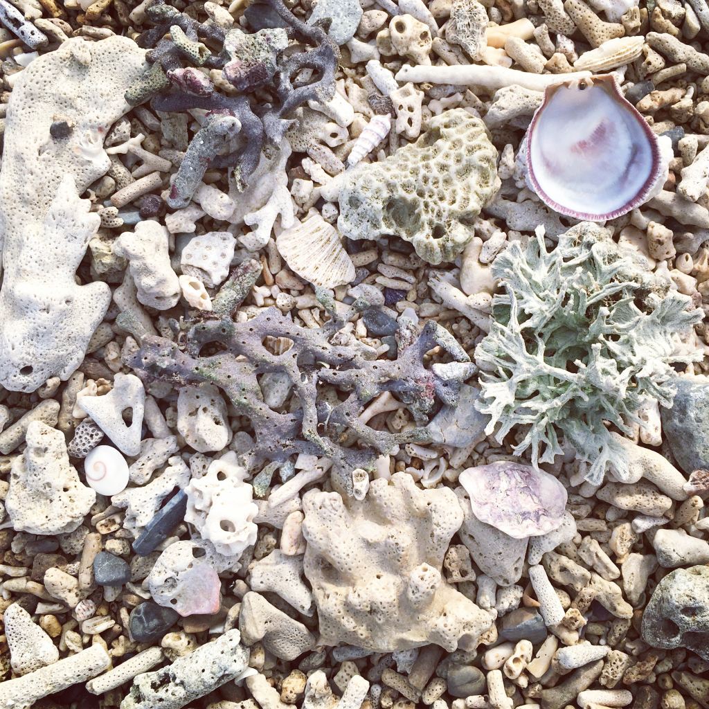 shells-representing-lack-of-focus