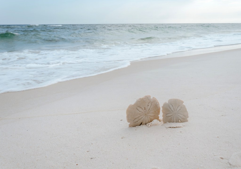 two-sand-dollar-shells-for-you-aren't-alone