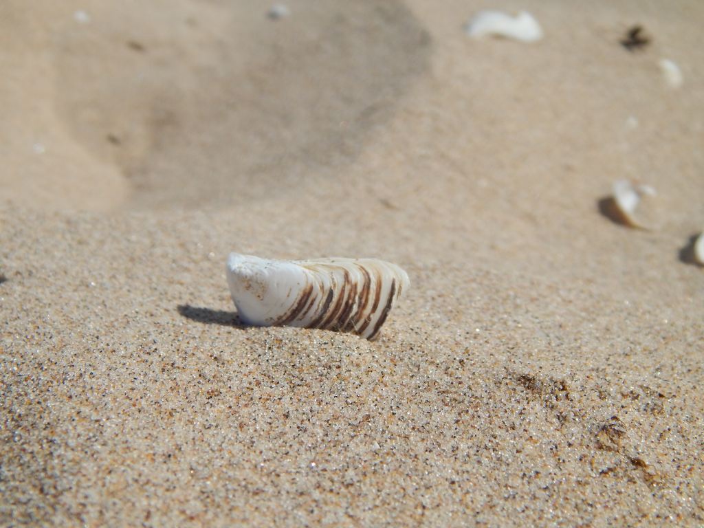 shell-in-sand