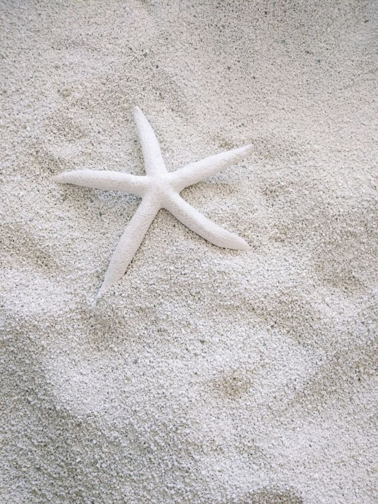 white-starfish-on-white-sand