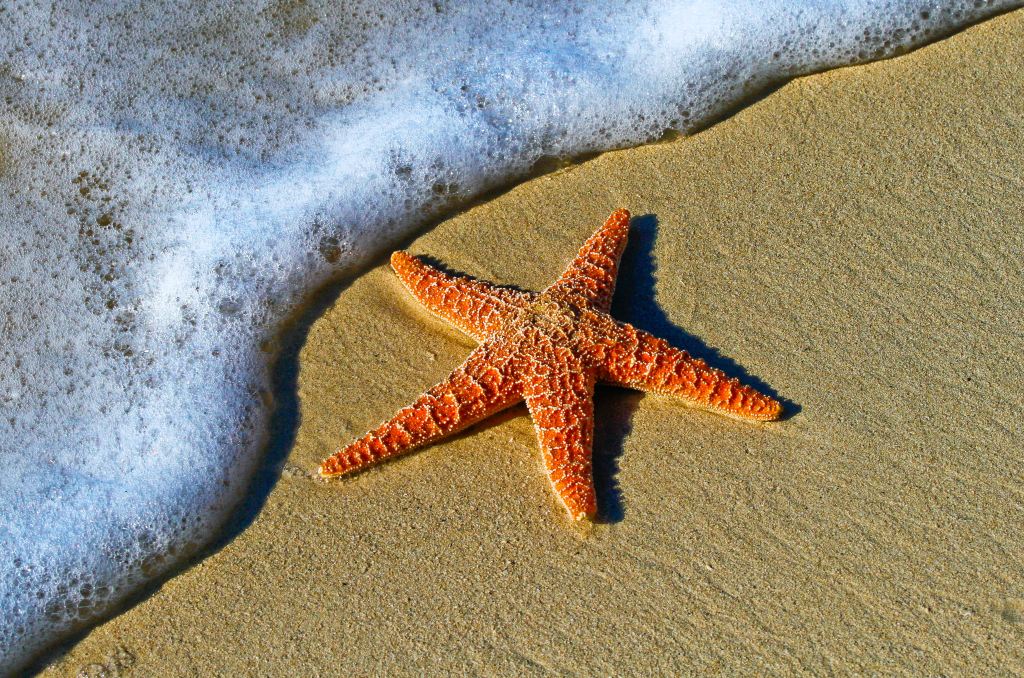 bright-orange-starfish-on-sand