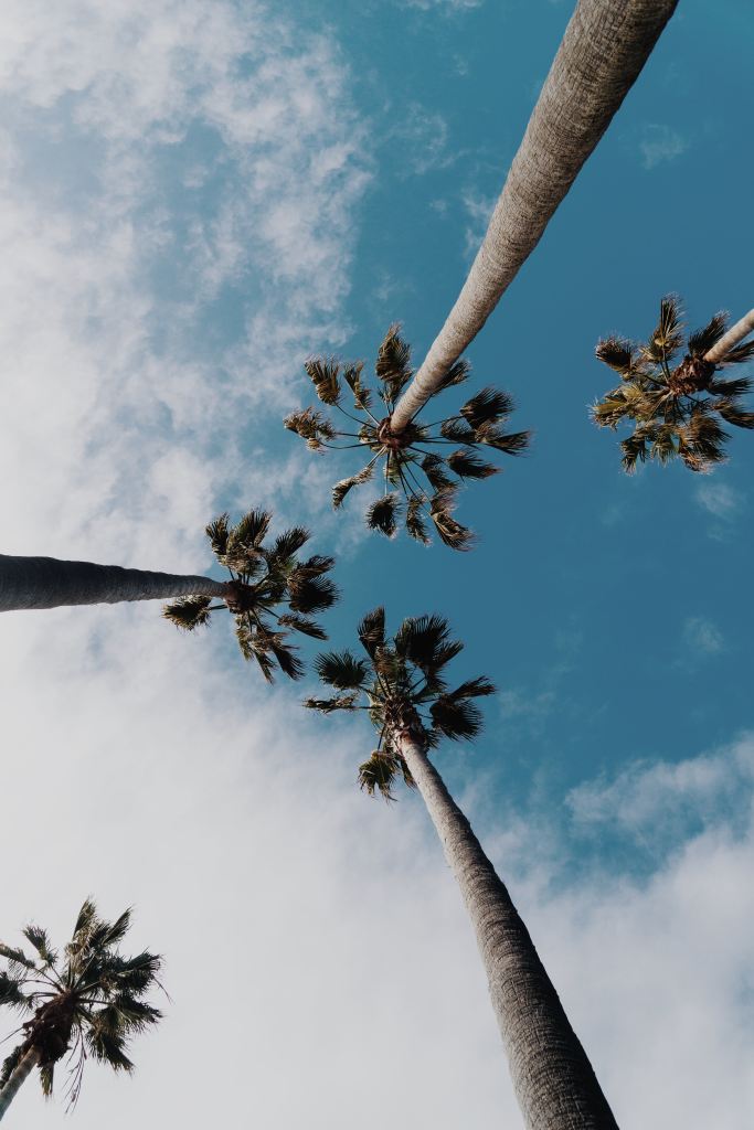 palm-trees-in-the-air-with-clouds-and-blue-sky